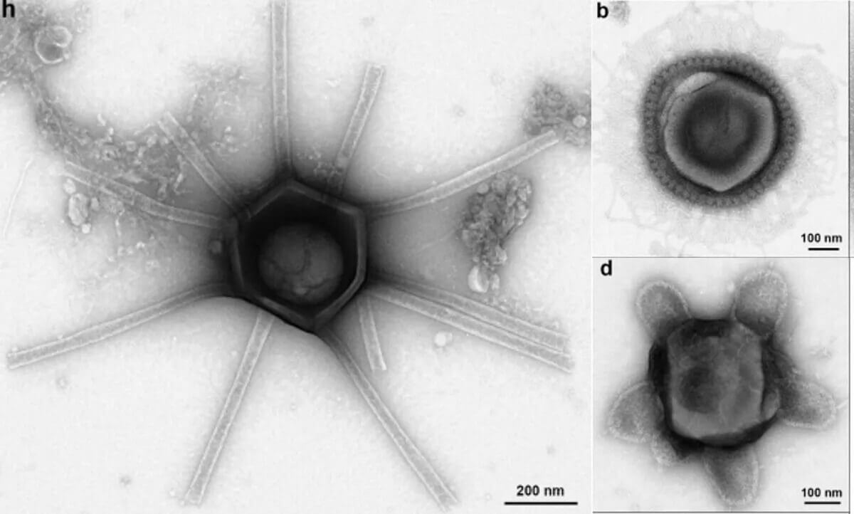 Vírus gigantes Gorgon (esquerda), supernova (canto superior direito) e tartaruga (canto inferior direito)