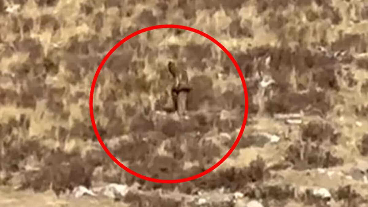 O Pé Grande foi visto caminhando pela vegetação rasteira de uma montanha rural do Colorado.