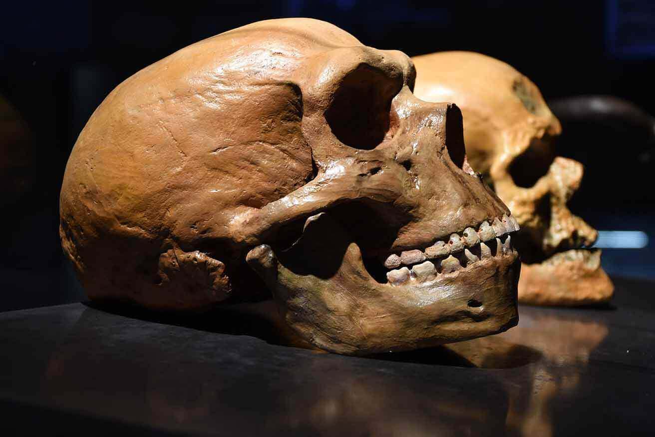 Tinham olhos grandes, rostos infantis e uma inteligência média de cerca de 150, o que os tornava gênios entre o Homo sapiens.