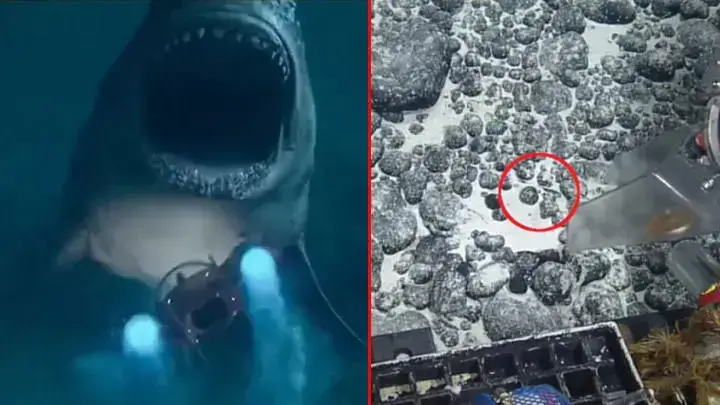 Dente de Megalodon de 3,5 milhões de anos encontrado no fundo do mar.