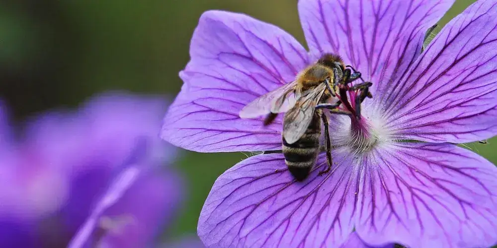 Existe mais de 500 espécies de violetas