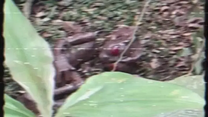 Publicam um suposto vídeo do extraterreste de Varginha