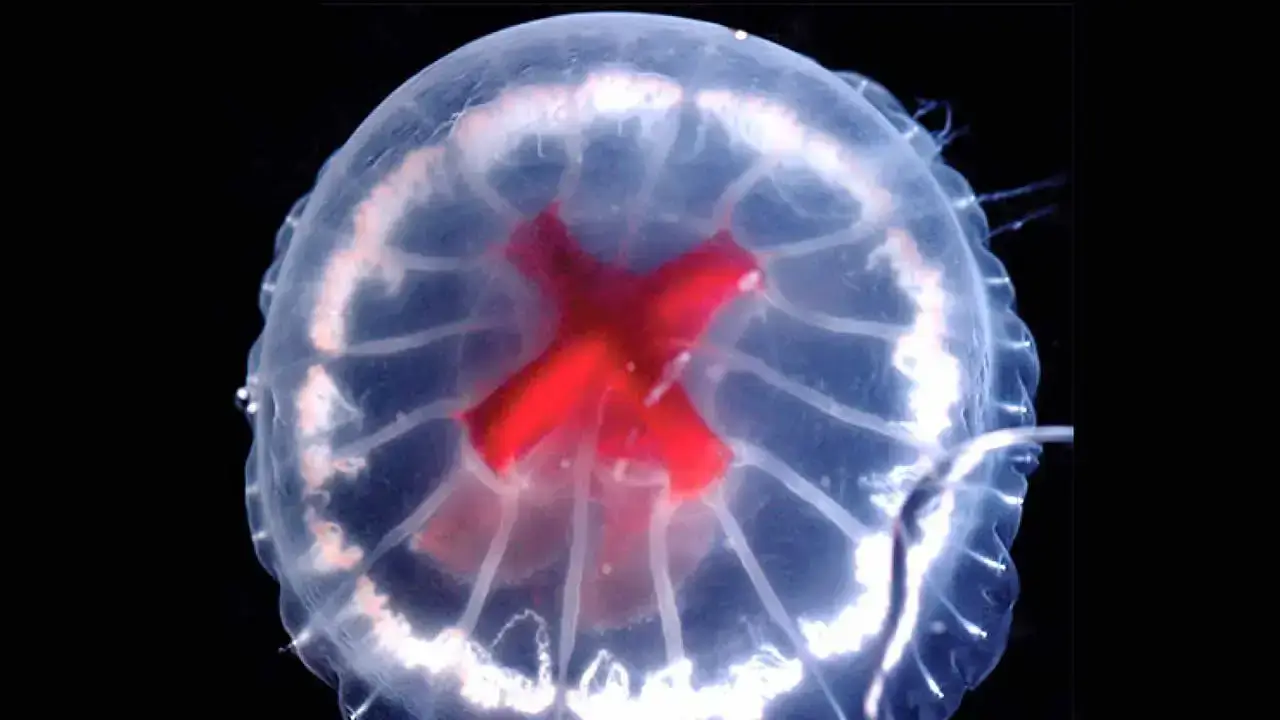 Estranha água-viva com uma cruz vermelha na barriga é descoberta em uma caldeira vulcânica no Japão