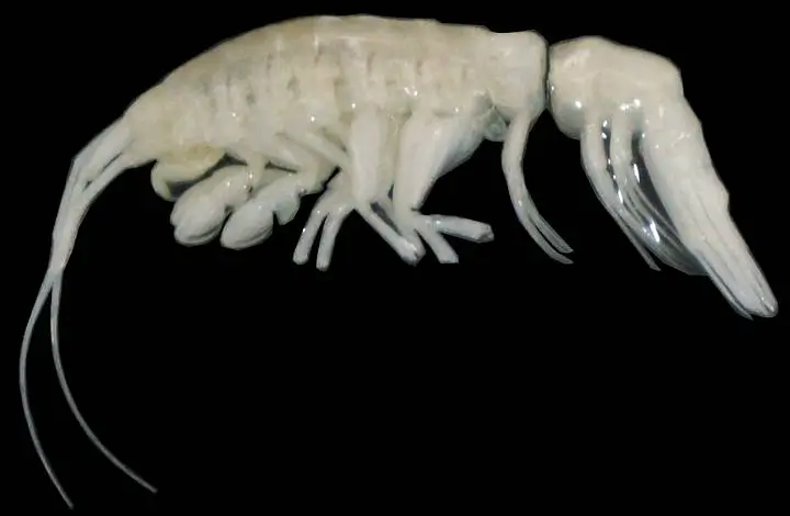 O crustáceo recentemente descoberto Dulcibella camanchaca é o primeiro anfípode predador grande e ativo encontrado nas profundezas da Fossa do Atacama.